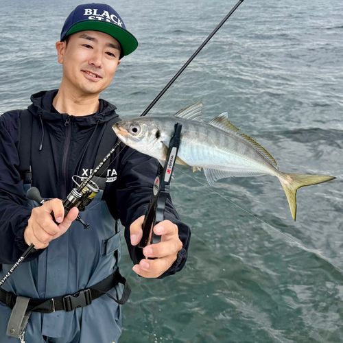 マアジの釣果