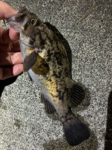ソイの釣果