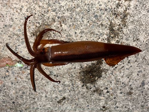 スルメイカの釣果