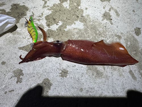 ケンサキイカの釣果