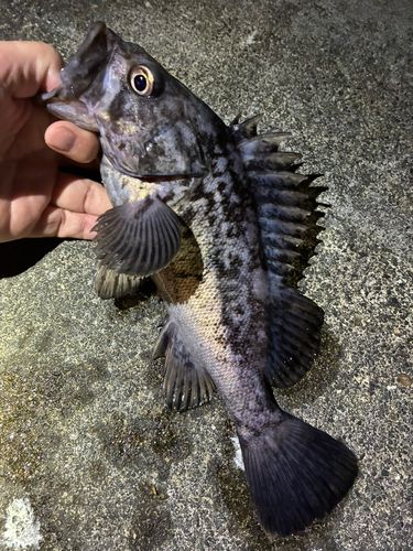 ソイの釣果