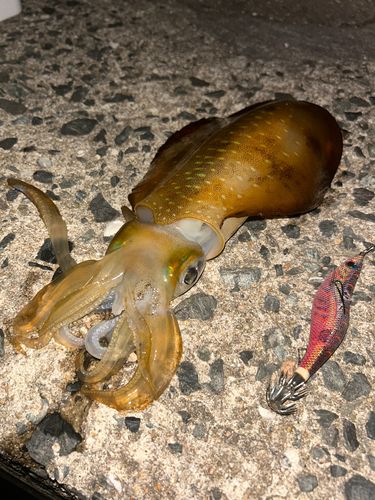 アオリイカの釣果
