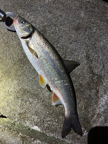 ウグイの釣果