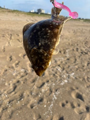 ソゲの釣果