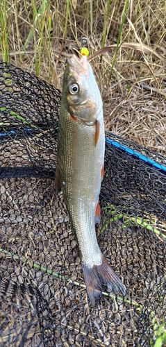 ウグイの釣果