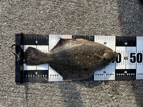 クロガシラガレイの釣果