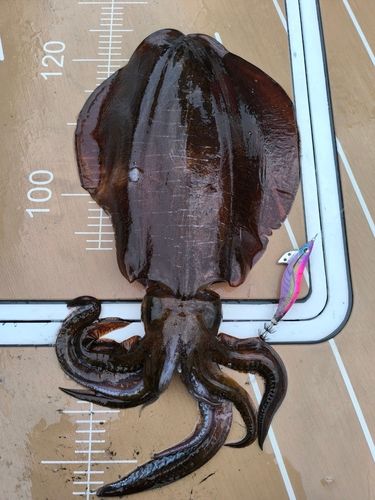 アオリイカの釣果