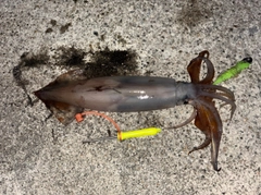 スルメイカの釣果