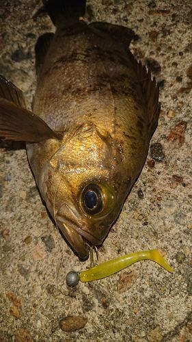メバルの釣果