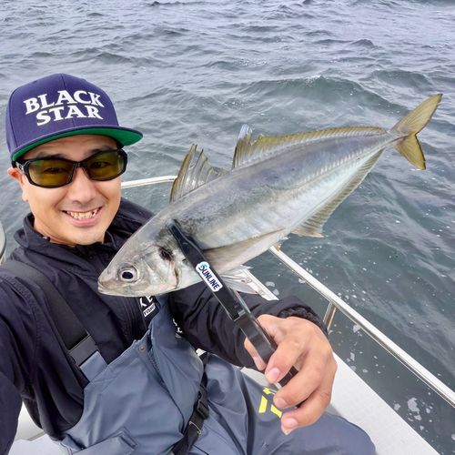 マアジの釣果