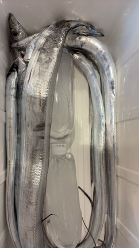 タチウオの釣果