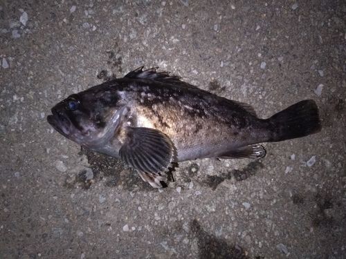 ソイの釣果