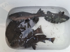 メジナの釣果