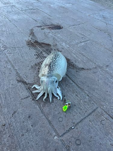 シリヤケイカの釣果