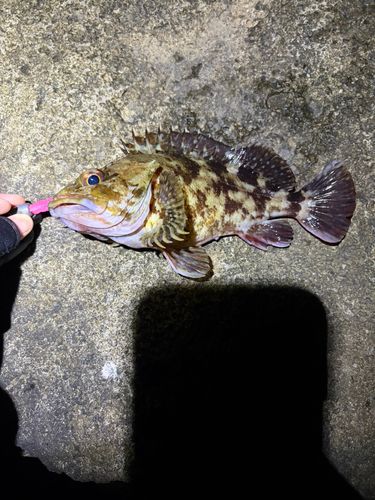 カサゴの釣果
