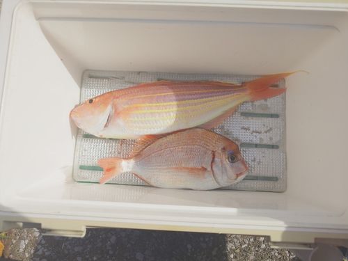 イトヨリダイの釣果