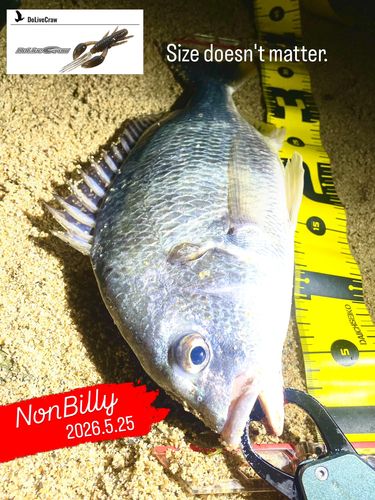 キビレの釣果