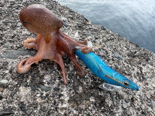 タコの釣果
