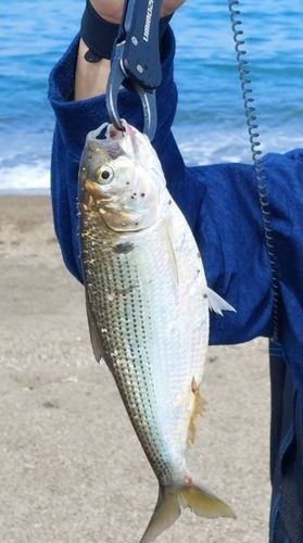 コノシロの釣果