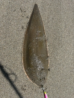 シタビラメの釣果