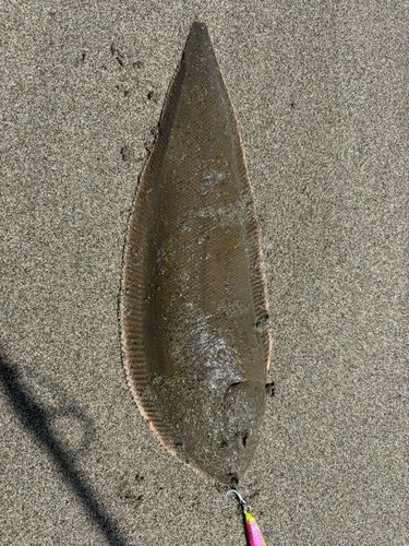 シタビラメの釣果