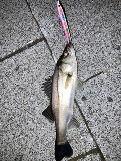 セイゴ（マルスズキ）の釣果