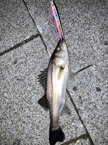 セイゴ（マルスズキ）の釣果