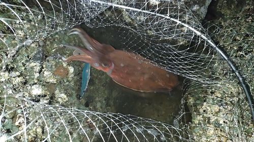 モンゴウイカの釣果