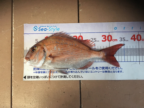 マダイの釣果