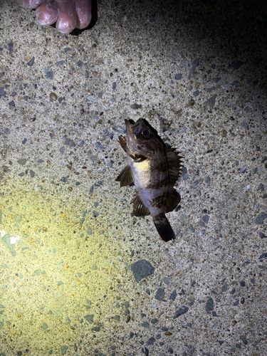 カレイの釣果