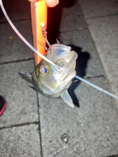 セイゴ（マルスズキ）の釣果