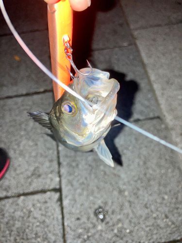 セイゴ（マルスズキ）の釣果