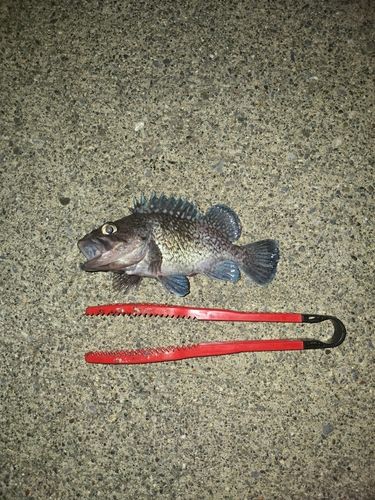 マゾイの釣果