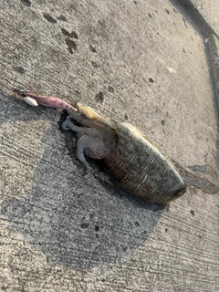 モンゴウイカの釣果