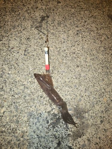 ヒイカの釣果