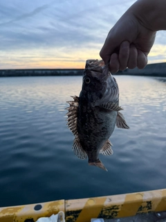 クロソイの釣果