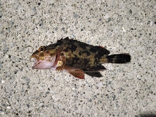 カサゴの釣果