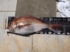 マダイの釣果