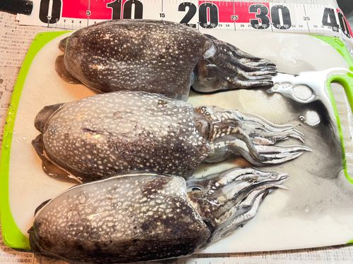 シリヤケイカの釣果