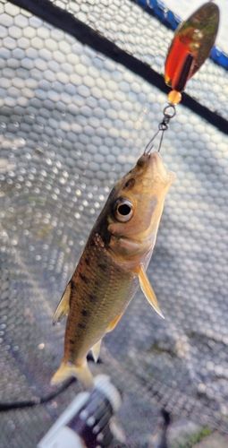 ニゴイの釣果