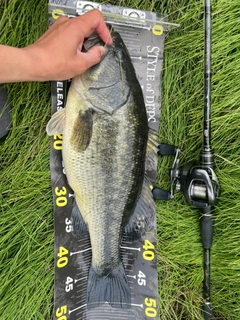 ラージマウスバスの釣果
