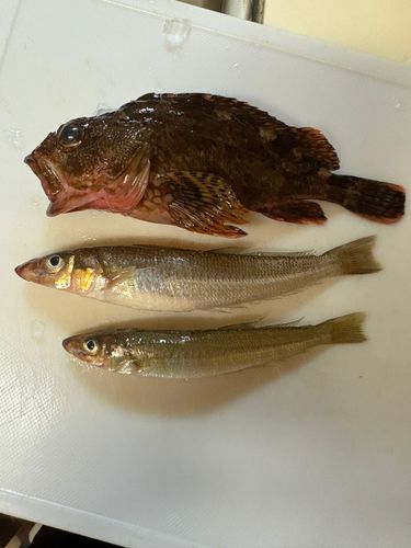シロギスの釣果