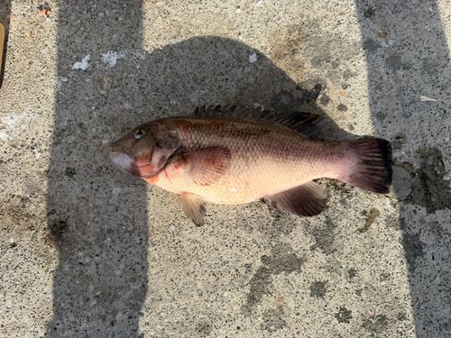 コブダイの釣果