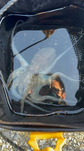 マダコの釣果