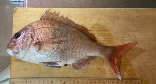 タイの釣果