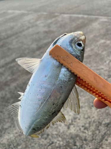 マアジの釣果