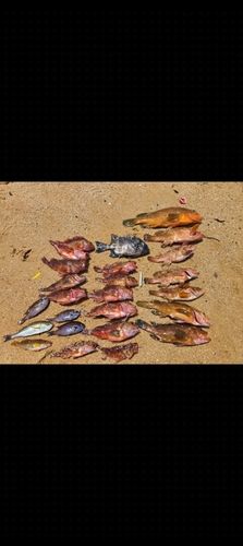 キジハタの釣果