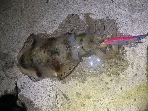 コウイカの釣果