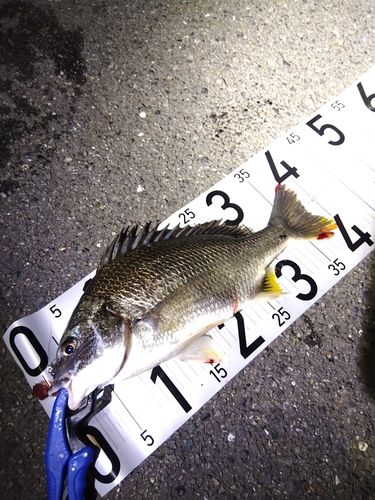 キビレの釣果