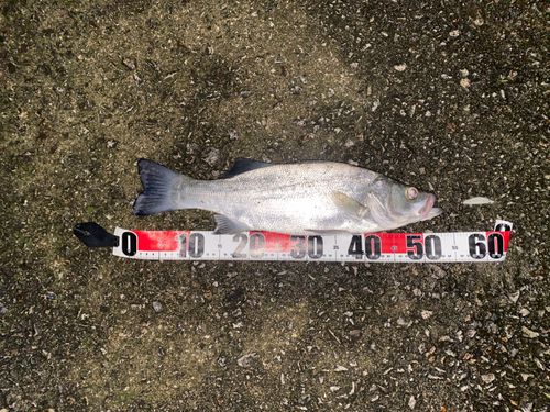ヒラスズキの釣果